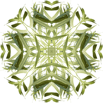 1552 Iconic Plants Willow Aw 570x570 Copy