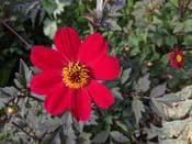 Dahlia (bishop of Llandaff)