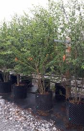 Image 09 08 2022 at 12.12