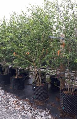 Image 09 08 2022 at 12.12