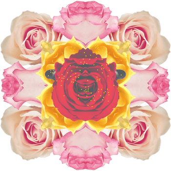 1552 Iconic Plants Rose Aw 570x570 Copy