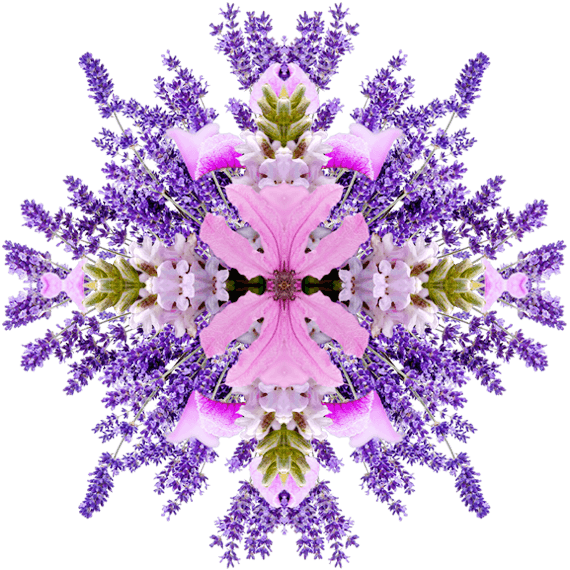 Lavender