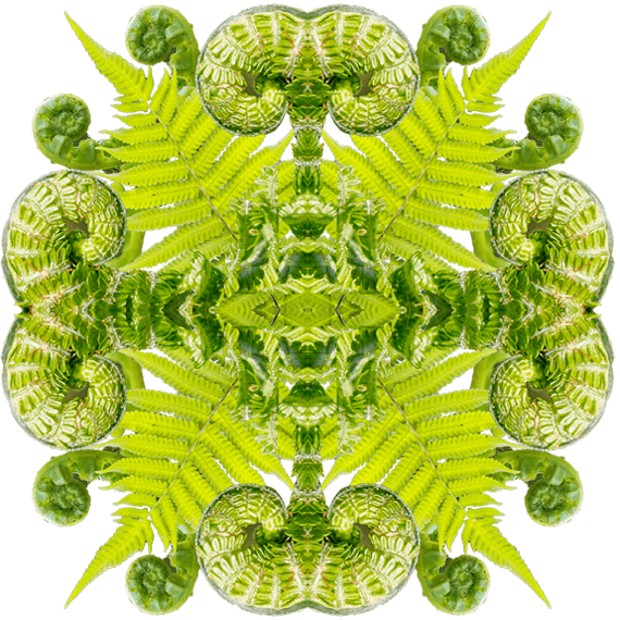Fern