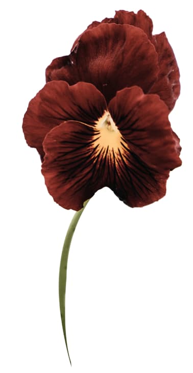 Pansy Colours