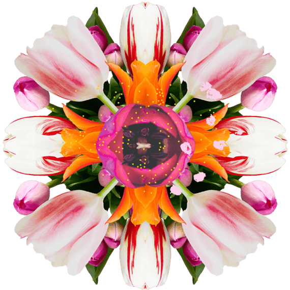 Tulip