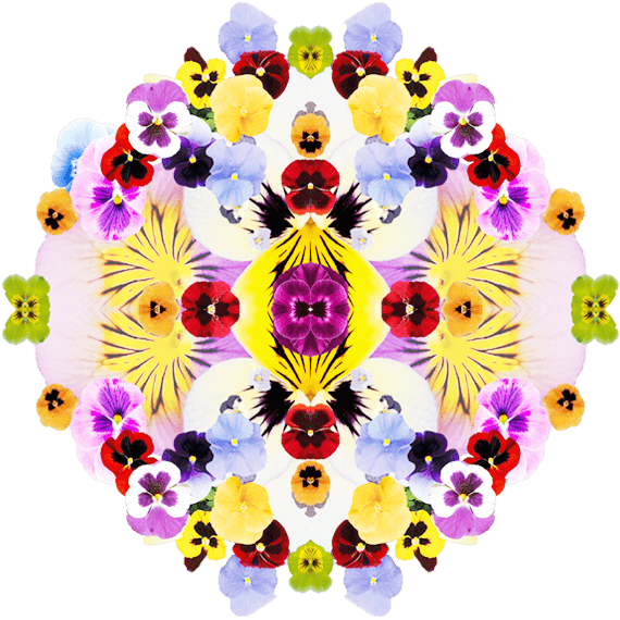 Pansy