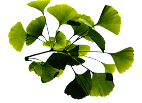 Green leaf cutting