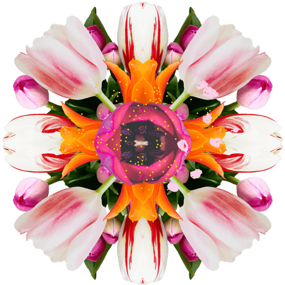1552 Iconic Plants Tulip Aw 570x570 Copy